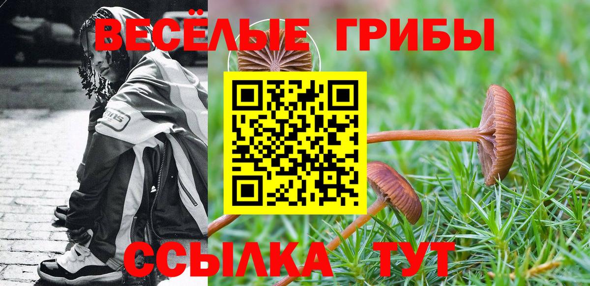 Галлюциногенные грибы Psilocybe Новокузнецк